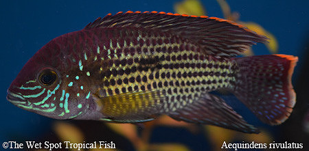 Aequidens rivulatus - Green Terror