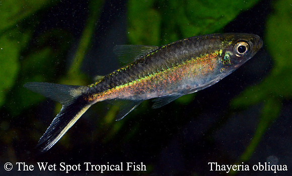 Thayeria obliqua - Obliqua Penguin Tetra