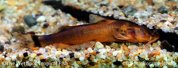 Glyptothorax telchitta - Indian Copper Cat