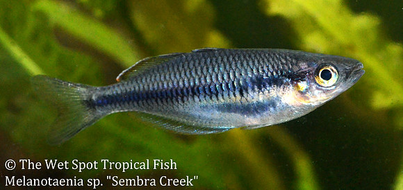 Sembra Creek Rainbowfish - Melanotaenia sp. "Sembra Creek"