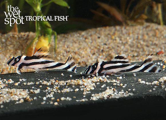 Hypancistrus zebra "L046" Both
