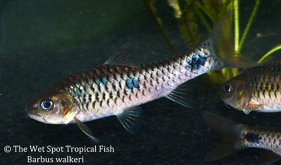 Barbus walkeri - Walker's Barb