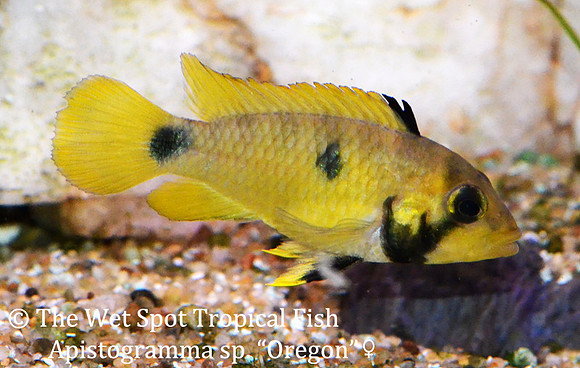Apistogramma sp. "Oregon" Female