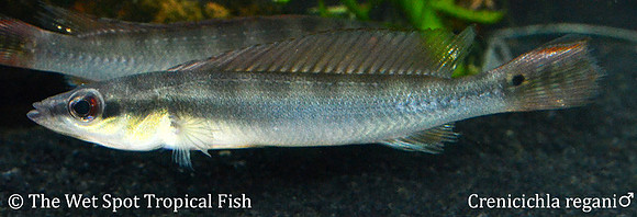 Crenicichla regani ♂