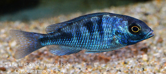 Cyrtocara moorii juvenile