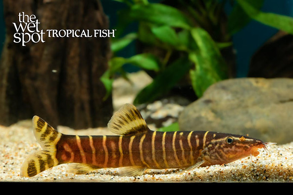 Sinibotia pulchra - Golden Zebra Loach