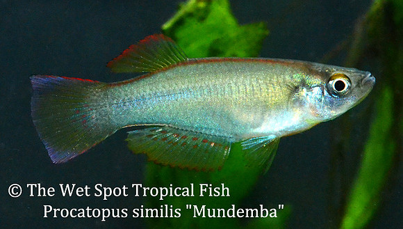 Similis Killi "Mundemba" - Procatopus similis