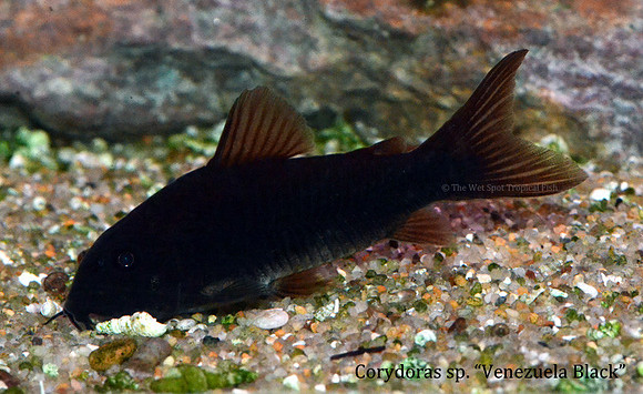 Corydoras sp.  - Black Venezuela Cory