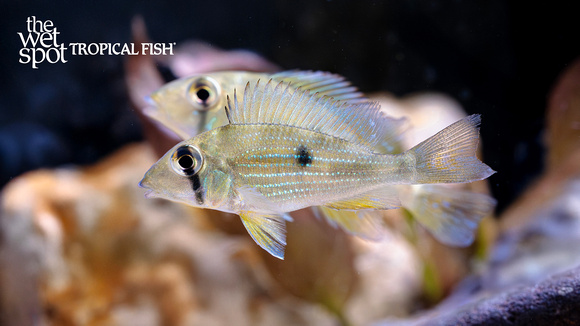 Geophagus taeniopareius"Cheek Stripe Eartheater" "Colombia"