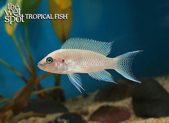 Neolamprologus falcicula "walteri"