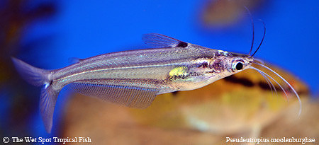Pseudeutropius moolenburghae - Burmese Silver Glass Cat