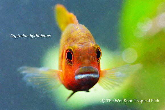 Coptodon bythobates - Bloody Deepwalker