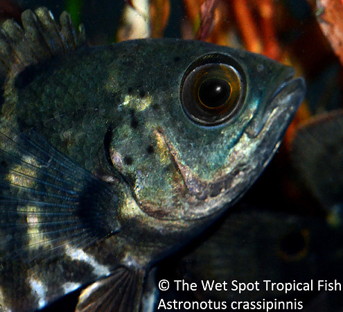 Astronotus crassipinnis - Big Eye Oscar