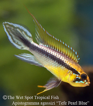 Apistogramma cf. agassizi "Tefe Pearl Blue"