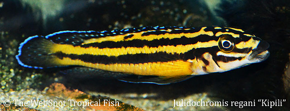 Julidochromis regani "Kipili"