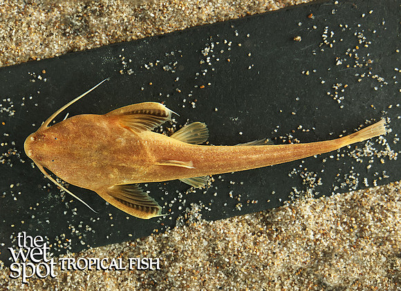 Xyliphius lepturus "Shark banjo cat" (Male)