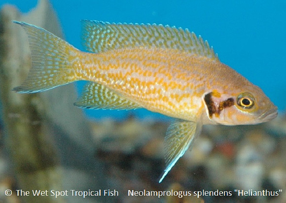 Neolamprologus splendens "Helianthus"