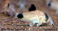 Corydoras panda - Panda Cory