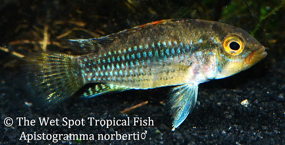 Apistogramma norberti ♂