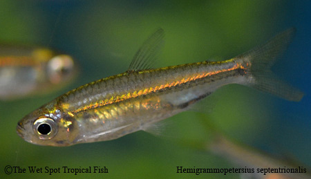 Hemigrammopetersius septentrionalis - Nigerian Yellow Line Tetra