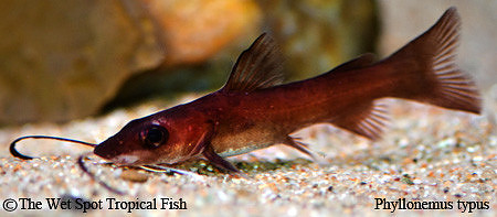 Phyllonemus typus - Tanganyikan Mustache Cat