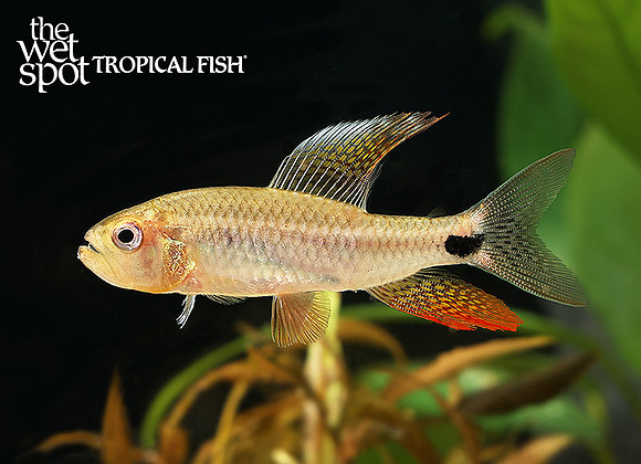 Crenuchus spilurus "Sailfin Tetra" "Peru"