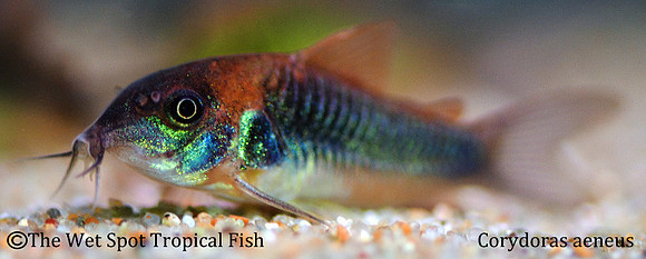 Corydoras aeneus - Bronze Cory