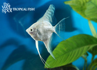 Pterophyllum scalare "Platinum Angelfish"