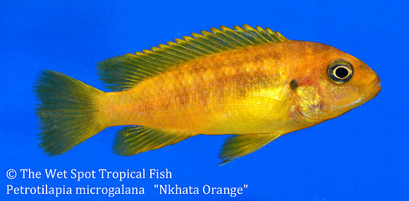 Petrotilapia microgalana "Nkhata Orange"