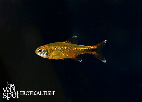 Silvertip Tetra - Hasamania nana