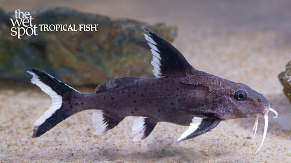 Synodontis granulosus