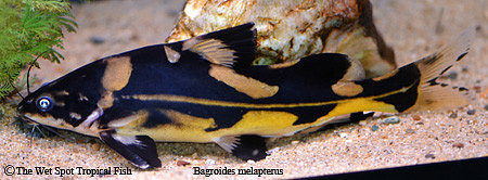 Bagroides melapterus - Harlequin Lancer Cat