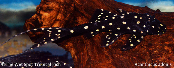Acanthicus adonis "Polka Dotted Lyretail Pleco"