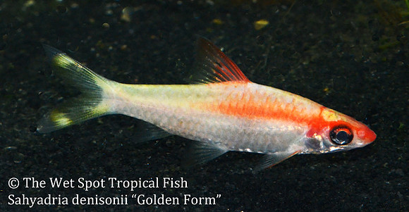 Sahyadria denisonii - Roseline Shark "Golden Form"