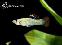 Poecilia salvatoris "Liberty Molly"
