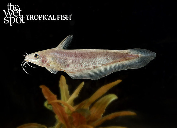 Neosilurus ater "Narrow Fronted Tandan"