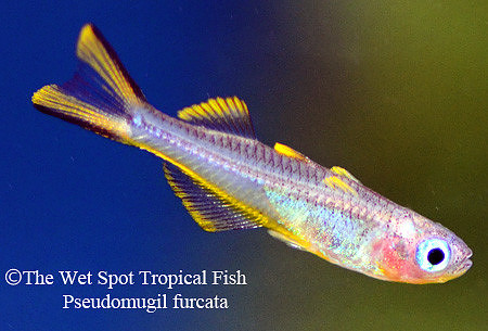 Forktail Blue Eye Rainbowfish - Pseudomugil furcatus