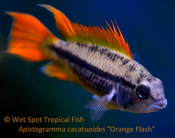 Apistogramma cacatuoides "Orange Flash"