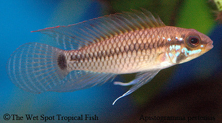Apistogramma pertensis