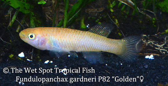 Golden Gardneri Killi - Fundulopanchax gardneri P82 female