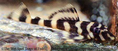 Dekeyseria sp. "Atabapo Butterfly Pleco" L052