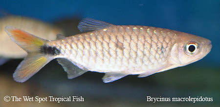 Brycinus macrolepidotus - Red Tail Brycinus