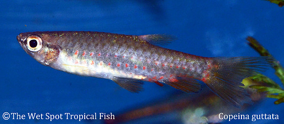 Copeina guttata - Red Spot Splash Tetra