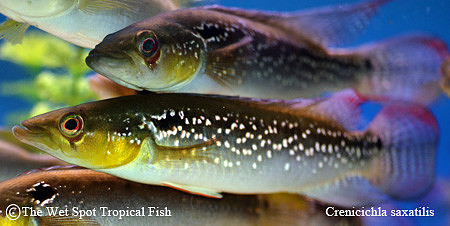 Crenicichla saxatilis