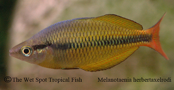 Yellow Rainbowfish - Melanotaenia herbertaxelrodi