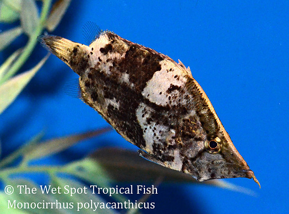 South American Leaf Fish - Monocirrhus polyacanthicus