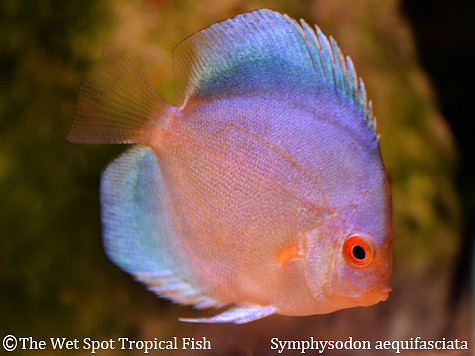 Symphysodon aequifasciata - Blue Diamond Discus