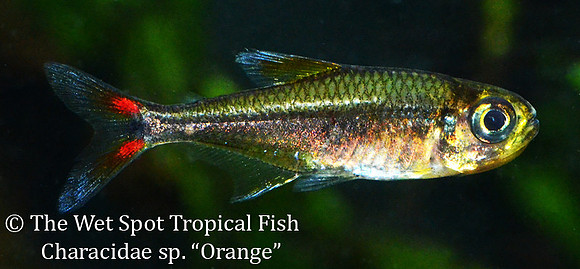 Characidae sp. Orange - Orange Tetra