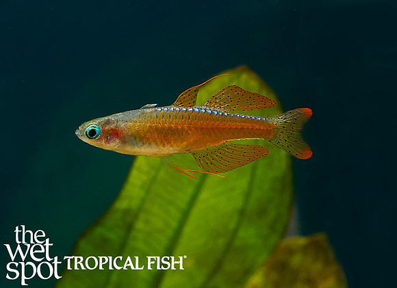 Red Neon Rainbowfish - Pseudomugil luminatus