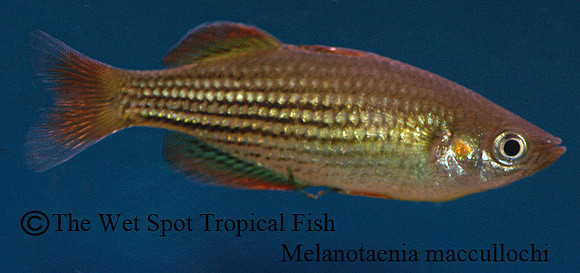 Maccullochi Rainbowfish - Melanotaenia maccullochi